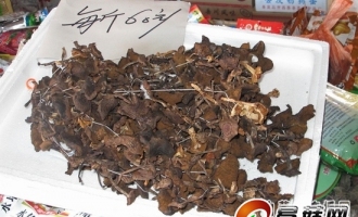 满归野生蘑菇受宠 ()