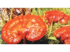 专业保健茶加工厂承接野生灵芝茶包袋加工、灵芝袋泡茶加工图2