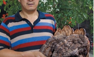 桐柏“灵芝王”像巨型海贝 ()