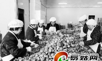 食用菌加工厂解决菇农后顾之忧 ()