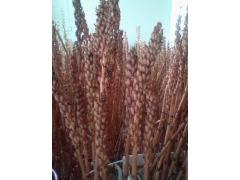 天麻朔果接受预定 天麻种子价格 天麻种植技术 密环菌 萌发菌图1