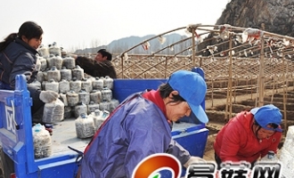 迁西县栽培栗蘑效益稳步提高 ()