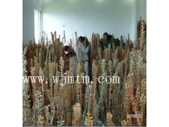 天麻种子 天麻蒴果 萌发菌  蜜环菌 天麻种植技术图1