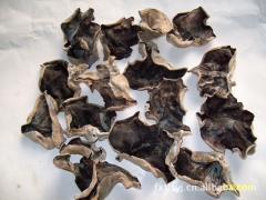 出售毛木耳平菇菌种图1