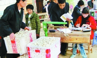 龙海市蘑菇种植助农民增收 ()