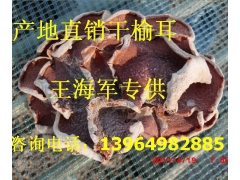食用菌榆耳 山东榆耳图1
