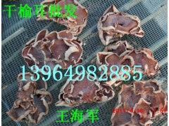 食用菌榆耳 山东榆耳图3