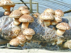 中国优质干香菇生产基地卢氏干香菇图1