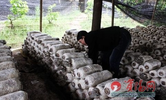 食用菌产业成为龙溪乡的支柱产业 ()