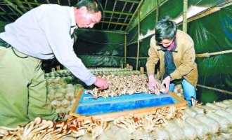 泰宁县新桥乡种菇记 ()