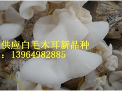 白木耳 银耳 山东省白木耳 银耳 雪耳白毛木耳批发图3