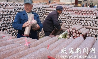 文登市食用菌年产值达到1.5亿元 ()
