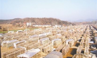 随县吉祥寺村种香菇收获喜悦 ()