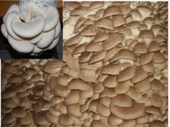 平菇优良品种图1