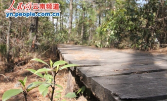 南华县走出封山育林结合封山育菌的产业发展道路 ()