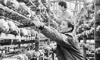 嘉荫县：利用优势资源引进庆元技术发展香菇产业 ()