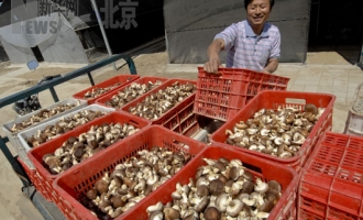 食用菌生产让永乐店镇人民富起来 ()