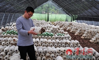 80后小伙种蘑菇走致富路 ()