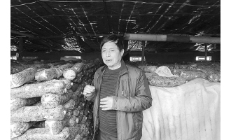 山参交易和香菇种植让清河村变成富裕村 ()