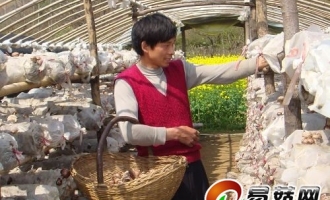 信阳市邢集镇发展食用菌产业显著成效 ()