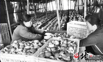 易县紫荆关镇把香菇种植作为农民脱贫致富的主导产业 ()
