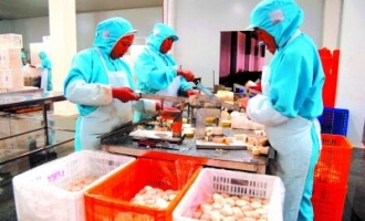 棉籽壳成为食用菌工厂的“香饽饽” ()