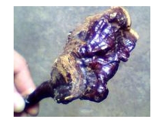 供应野生灵芝图1