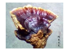 供应野生灵芝图2