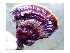 供应野生灵芝图3