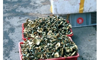野生菌上市很抢手　餐馆买走市民不敢吃 ()