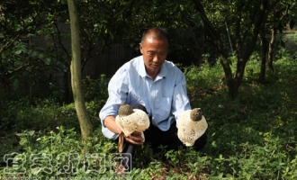 江安县：竹荪种植家家成万元户 ()
