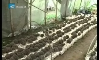 庆元县用栗苞栽培灰树花试验成功 ()