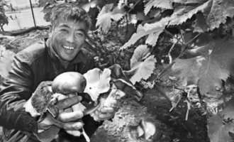 沈阳：葡萄藤下种蘑菇增收 ()