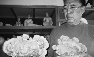 桃树根上长出两个野生灵芝 ()