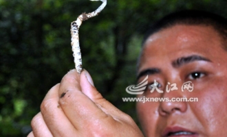 庐山脚下发现冬虫夏草　专家称此虫草非彼虫草 ()