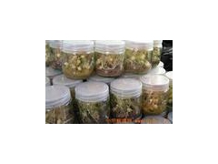 虫草玻璃瓶,组培瓶 黄金草虫草瓶 15252108499图1