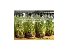 虫草玻璃瓶,组培瓶 黄金草虫草瓶 15252108499图3