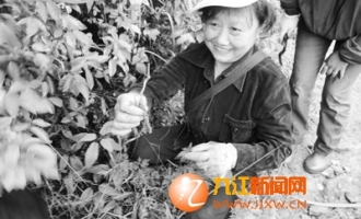 小小“虫草”背后隐藏疯狂的产业链 ()