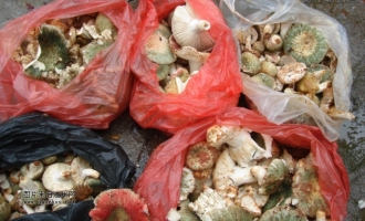 道县食用菌上市受喜爱 ()