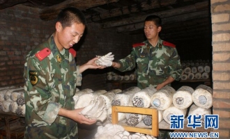 新疆阿勒泰边防支队蘑菇种植提高生产效益 ()