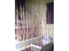 有性繁殖组合图1