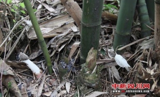 长宁县发现罕见野生长裙竹荪群 ()