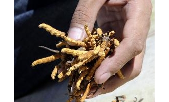 藏北冬草虫夏进入采挖季节 ()