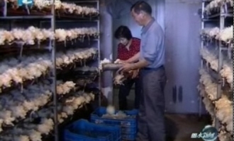 丽水白木耳种植经济效益可观 ()