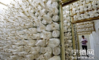 古田县致力于打造中国食用菌之都 ()