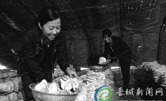 阳城县：蘑菇丰收 农民致富 ()