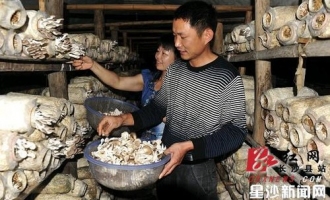 彭耀夫妇地窖种蘑菇年产值达100多万 ()