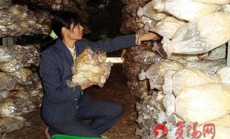简阳市永宁乡互竞村发展食用菌种植经济效益好 ()
