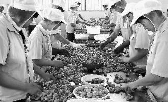 龙海蘑菇罐头深受台湾消费者青睐 ()