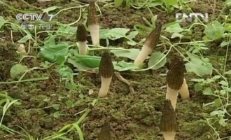 朱斗锡让羊肚菌在大田里安家落户 ()